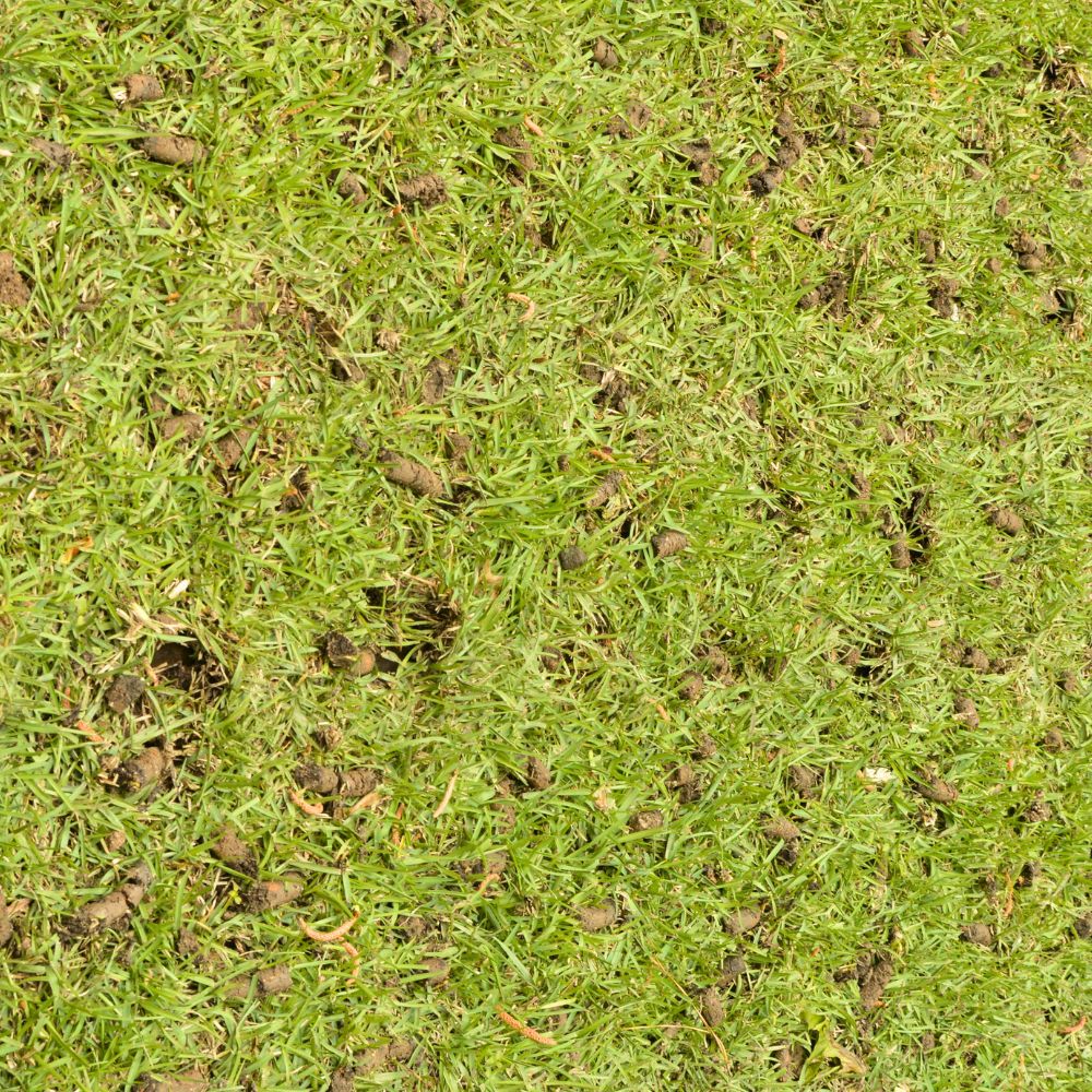 Dropings on grass from core aeration