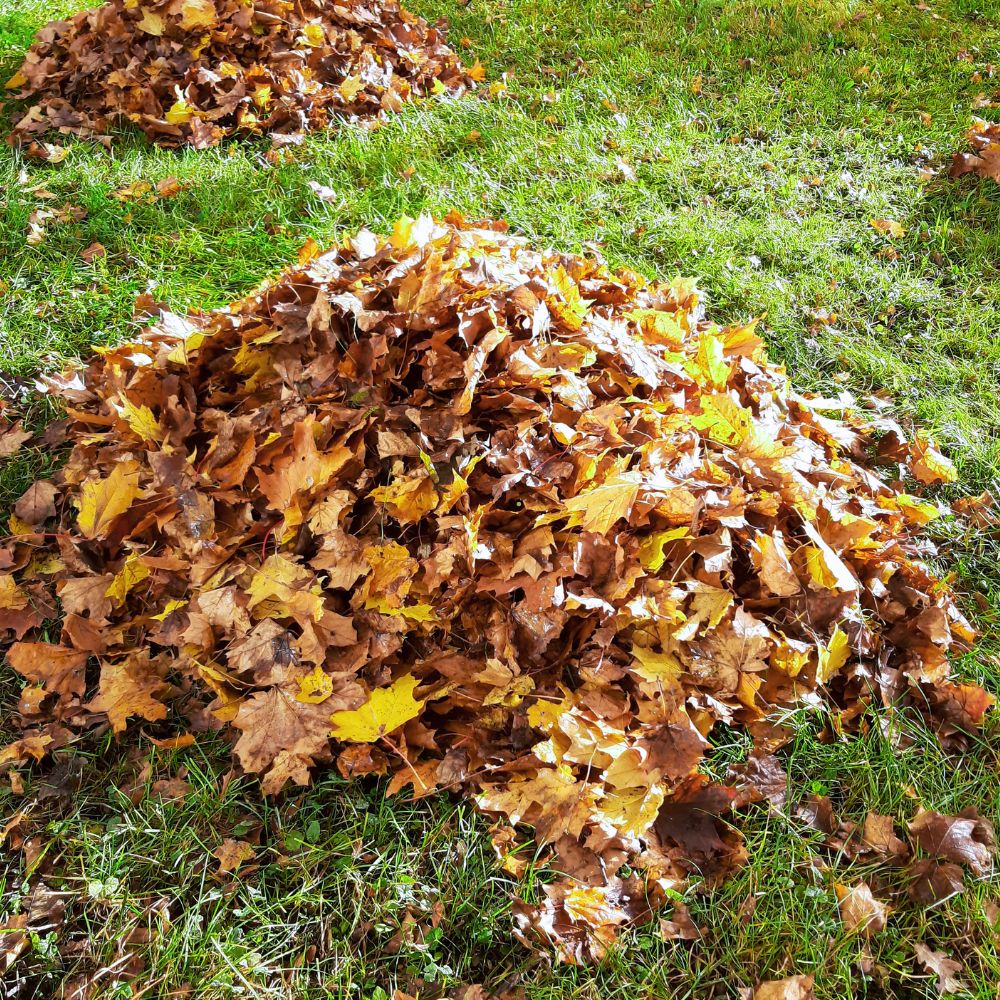 Leaves Fall Cleaning