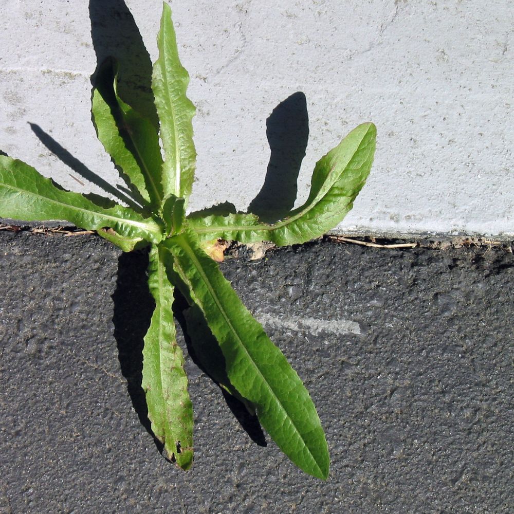 Weed in driveway crack