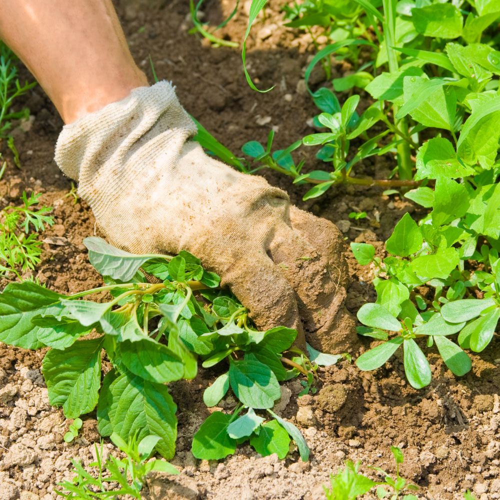 Hand picking weeds