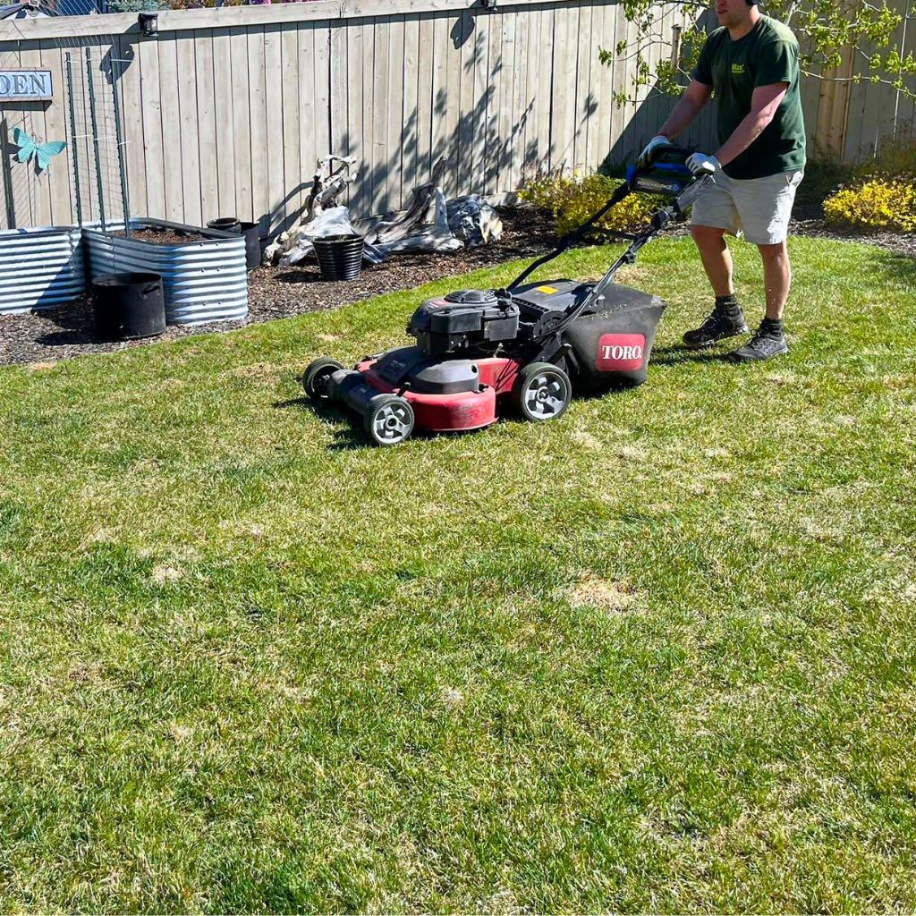 Grass cutting in an Edmonton backyard