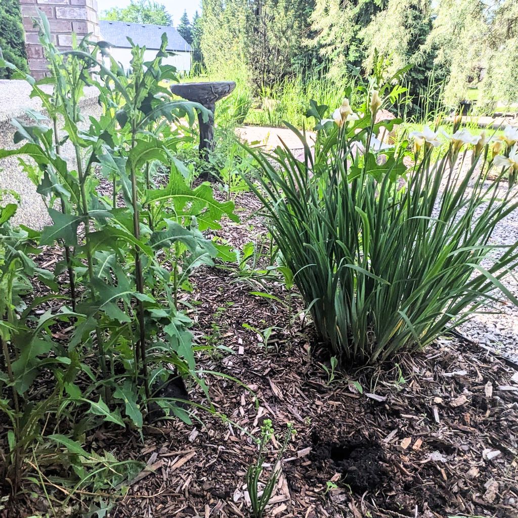 Weeds in garden bed